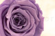 Preserved Rose Roseamor - Box of 6 - Bright Violet 2