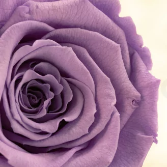 Preserved Rose Roseamor Bright Violet (set of 6)