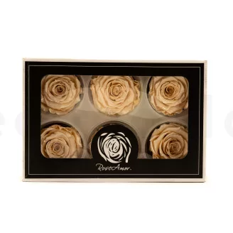 Preserved Rose Roseamor Champagne Satin (set of 6)