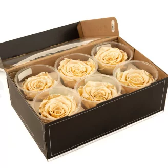 Preserved Rose Roseamor Champagne Satin (set of 6)