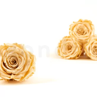 Preserved Rose Roseamor Champagne Satin (set of 6)