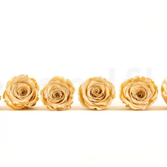 Preserved Rose Roseamor Champagne Satin (set of 6)