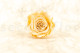 Preserved Rose Roseamor Champagne Satin (set of 6) 7