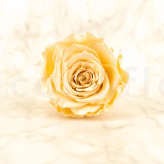 Preserved Rose Roseamor Champagne Satin (set of 6)