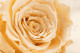 Preserved Rose Roseamor - Box of 6 - Champagne Satin 2