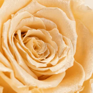 Preserved Rose Roseamor Champagne Satin (set of 6)