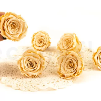 Preserved Rose Roseamor Champagne Satin (set of 6)