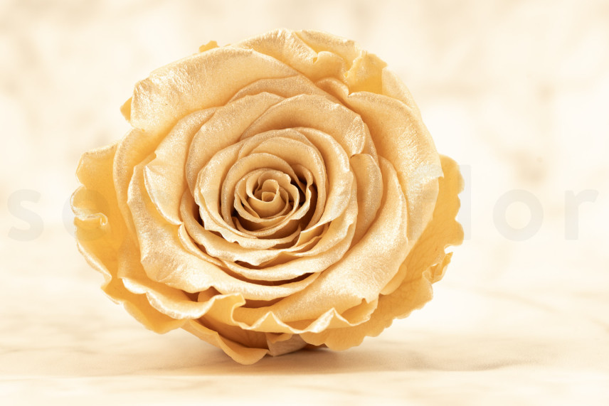 Preserved Rose Roseamor - Box of 6 - Champagne Satin