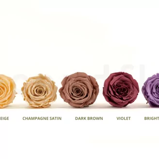 Preserved Rose Roseamor Champagne Satin (set of 6)