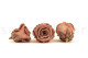Preserved Rose Roseamor - Box of 6 - Dark Brown 4