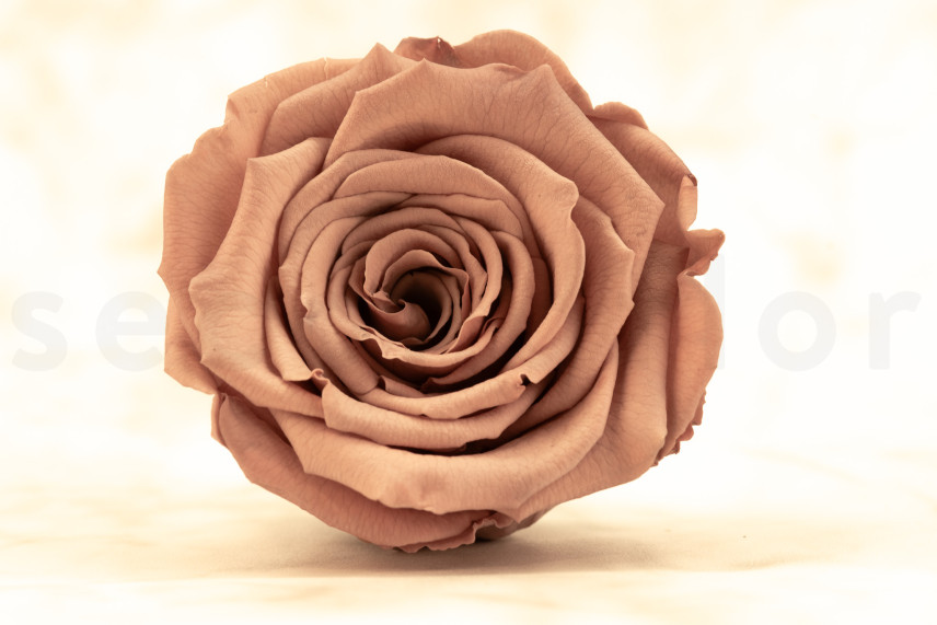 Preserved Rose Roseamor - Box of 6 - Dark Brown