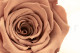 Preserved Rose Roseamor - Box of 6 - Dark Brown 2