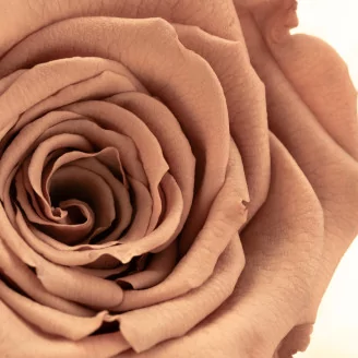 Preserved Rose Roseamor Dark Brown (set of 6)