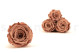 Preserved Rose Roseamor - Box of 6 - Dark Brown 3