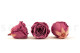 Preserved Rose Roseamor - Box of 6 - Violet 4