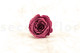 Preserved Rose Roseamor Violet (set of 6) 7