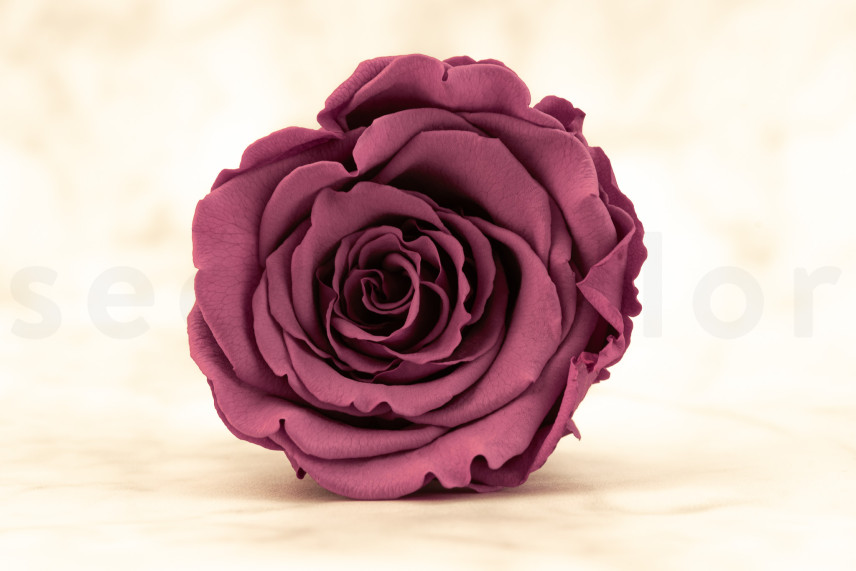Preserved Rose Roseamor - Box of 6 - Violet