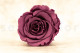 Preserved Rose Roseamor - Box of 6 - Violet 1