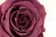 Preserved Rose Roseamor - Box of 6 - Violet 2