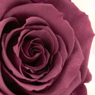 Preserved Rose Roseamor Violet (set of 6)