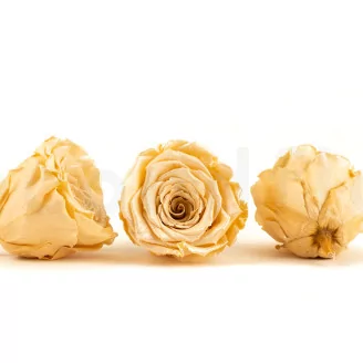 Preserved Rose Roseamor Champagne Satin (set of 6)