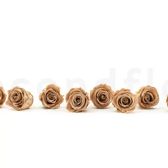 Preserved Rose L Nude (set of 8)