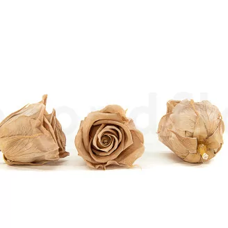 Preserved Rose L Nude (set of 8)