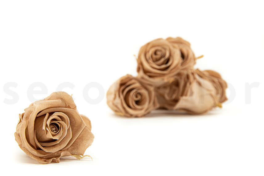 Preserved Rose Kiara L - Box of 8 - Nude Roses