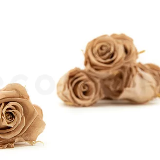 Preserved Rose L Nude (set of 8)