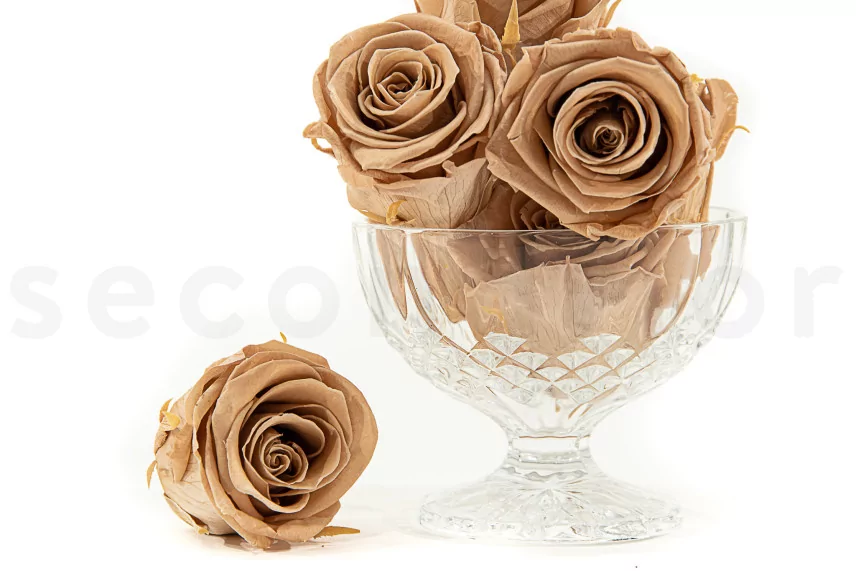 Preserved Rose Kiara L - Box of 8 - Nude Roses