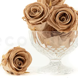 Preserved Rose L Nude (set of 8)