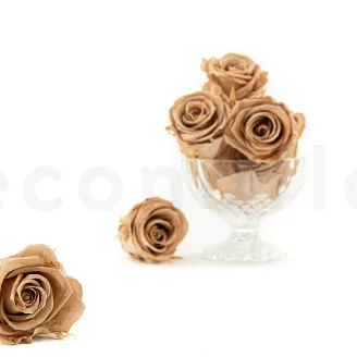 Preserved Rose L Nude (set of 8)