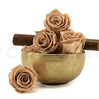 Preserved Rose L Nude (set of 8)