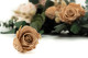 Preserved Rose Kiara L - Box of 8 - Nude Roses 10