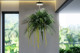 Preserved Phoenix Palm Leaf 10