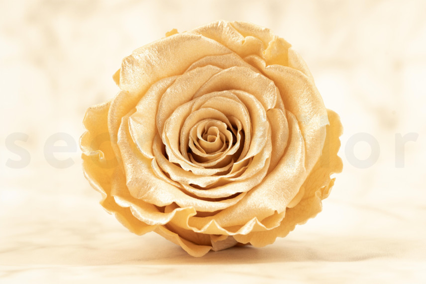 Preserved Rose Roseamor - Box of 6 - Champagne Satin