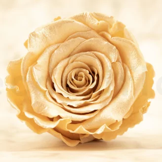 Preserved Rose Roseamor Champagne Satin (set of 6)
