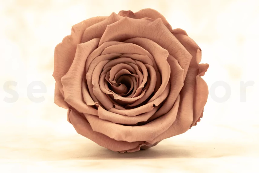 Preserved Rose Roseamor - Box of 6 - Dark Brown