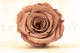 Preserved Rose Roseamor Dark Brown (set of 6) 1