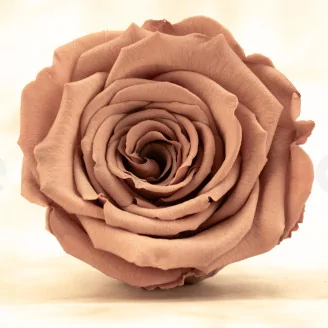 Preserved Rose Roseamor Dark Brown (set of 6)