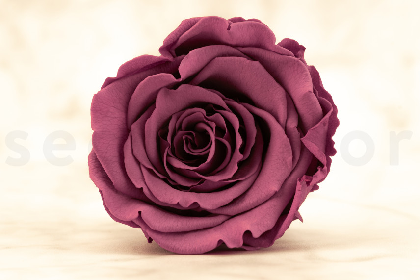 Preserved Rose Roseamor - Box of 6 - Violet