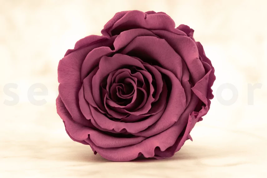 Preserved Rose Roseamor Violet (set of 6)