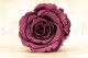 Preserved Rose Roseamor Violet (set of 6) 1
