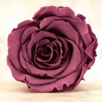 Preserved Rose Roseamor Violet (set of 6)