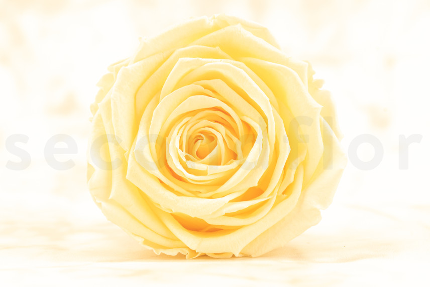 Preserved Rose Roseamor - Box of 6 - Bright Beige