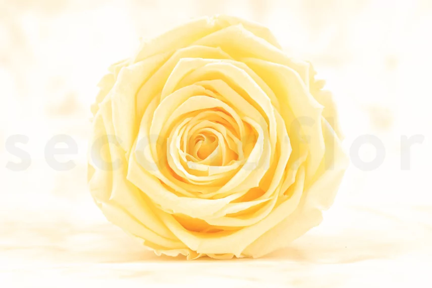 Preserved Rose Roseamor - Box of 6 - Bright Beige