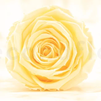 Preserved Rose Roseamor Bright Beige (set of 6)