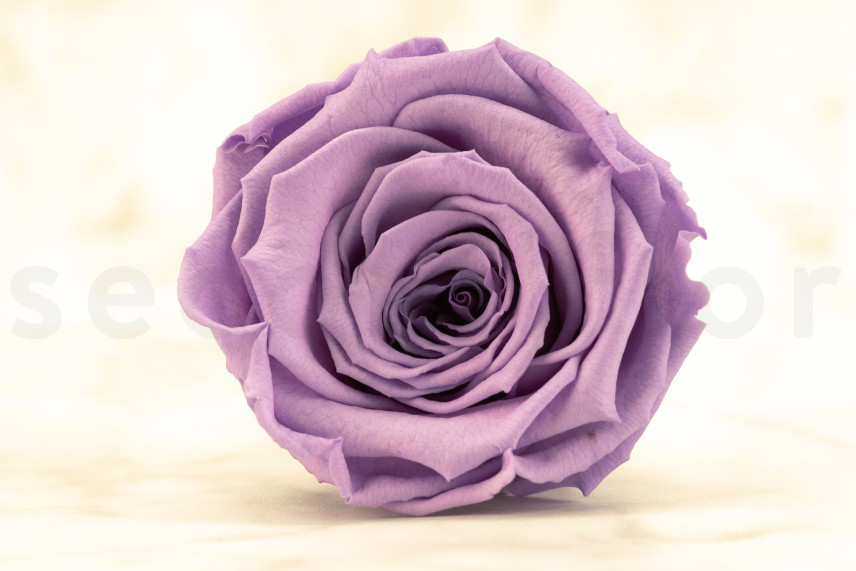 Preserved Rose Roseamor - Box of 6 - Bright Violet