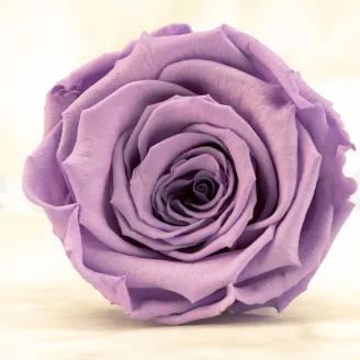 Preserved Rose Roseamor Bright Violet (set of 6)
