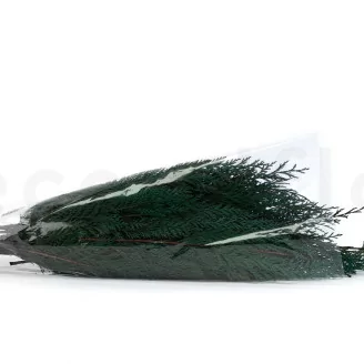 Preserved Cedar